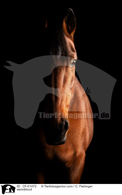 warmblood / CF-01472