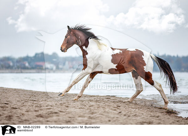 warmblood / MAB-02289
