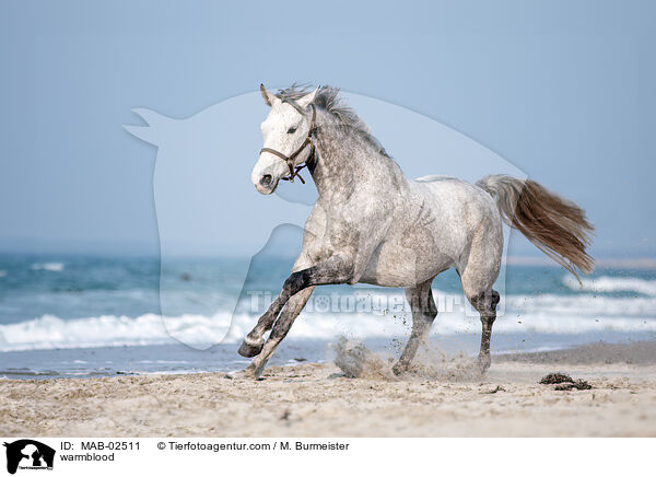 warmblood / MAB-02511