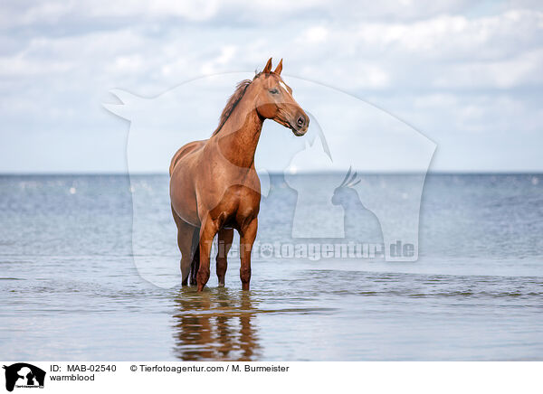 Warmblut / warmblood / MAB-02540