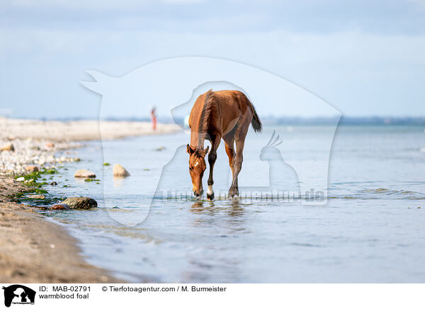 warmblood foal / MAB-02791
