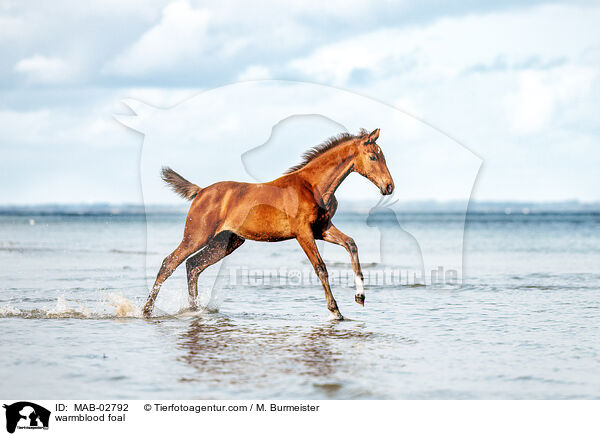 warmblood foal / MAB-02792