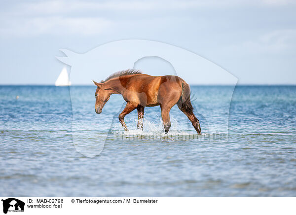 warmblood foal / MAB-02796
