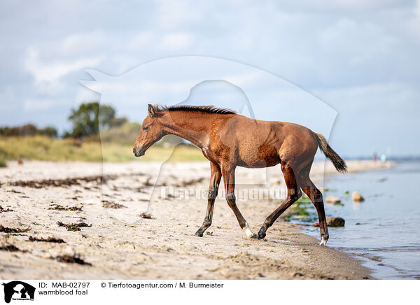 warmblood foal / MAB-02797