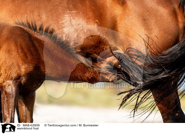 Warmblut Fohlen / warmblood foal / MAB-02806