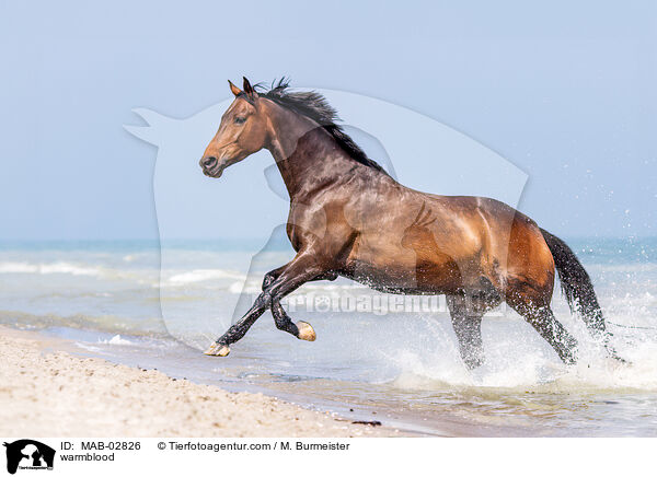 warmblood / MAB-02826