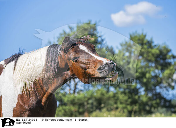 warmblood / SST-24068