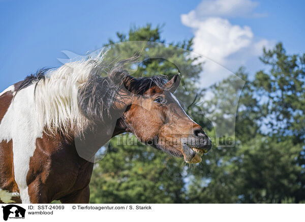 warmblood / SST-24069
