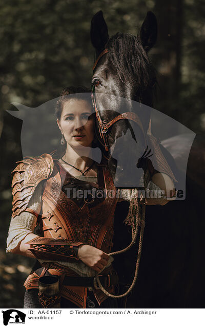 Warmblut / warmblood / AA-01157