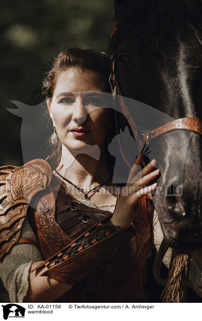 Warmblut / warmblood / AA-01158