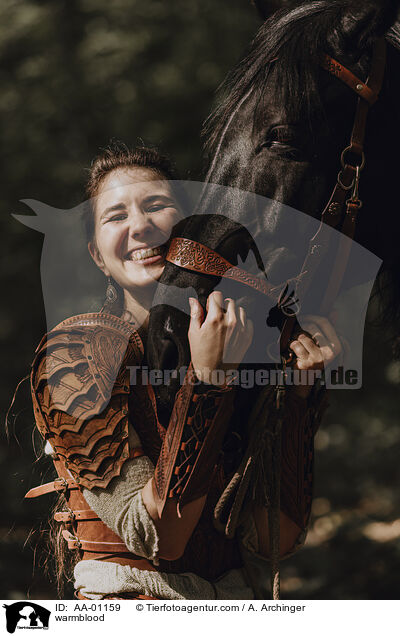 Warmblut / warmblood / AA-01159
