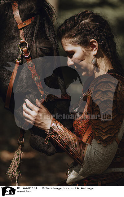 Warmblut / warmblood / AA-01164