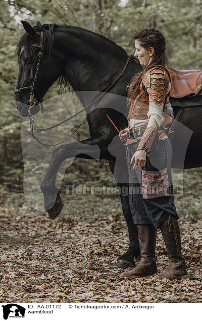 Warmblut / warmblood / AA-01172