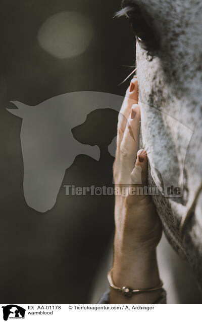 Warmblut / warmblood / AA-01178
