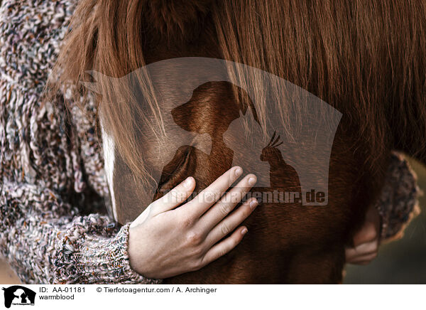 Warmblut / warmblood / AA-01181