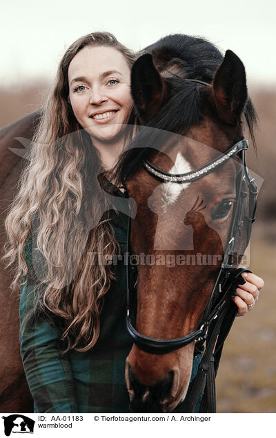 Warmblut / warmblood / AA-01183