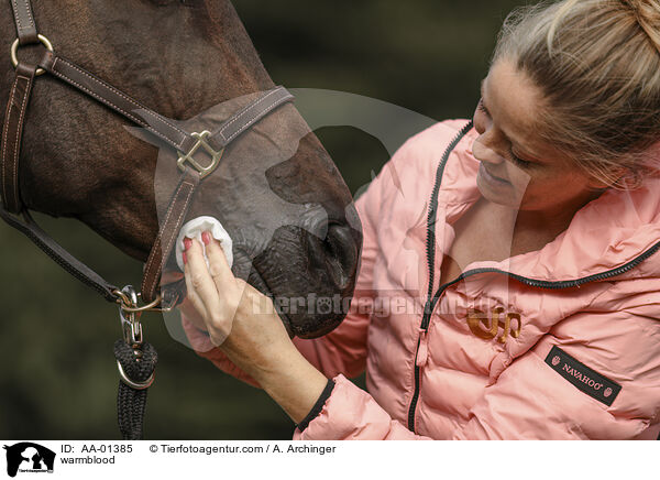 Warmblut / warmblood / AA-01385