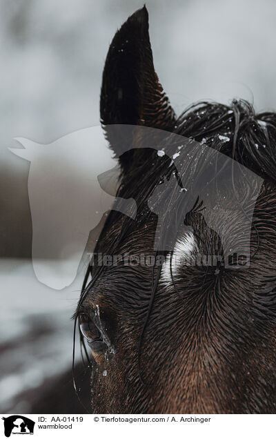 Warmblut / warmblood / AA-01419