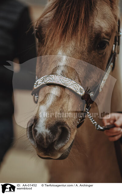 Warmblut / warmblood / AA-01452