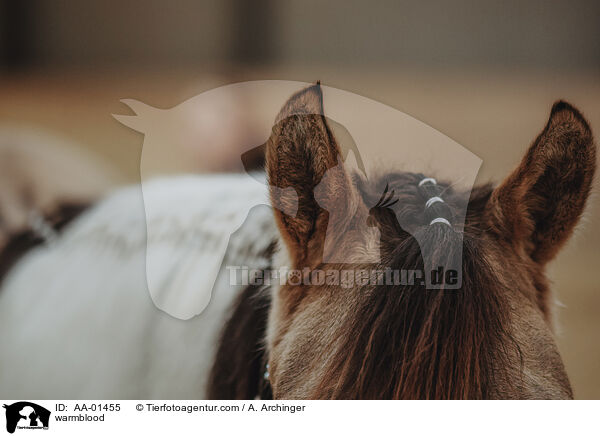 Warmblut / warmblood / AA-01455
