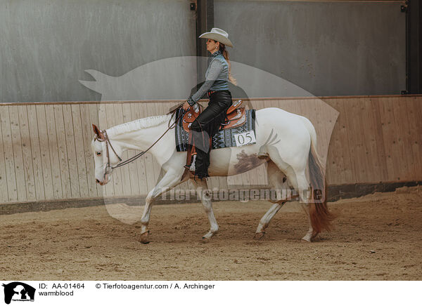 Warmblut / warmblood / AA-01464