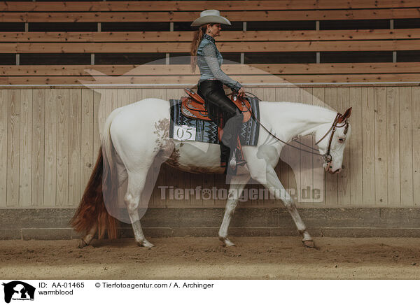 Warmblut / warmblood / AA-01465