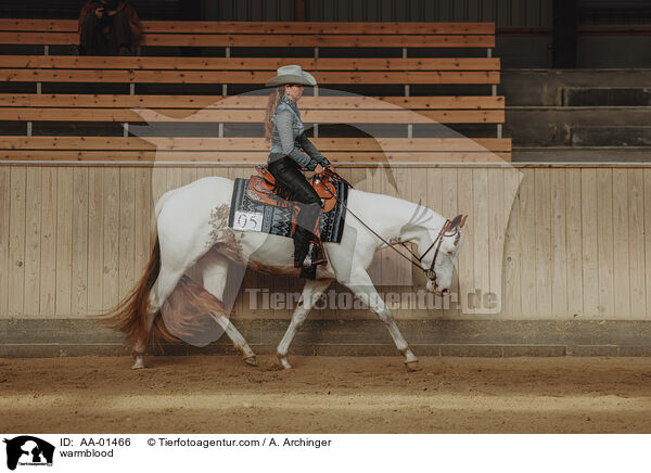 Warmblut / warmblood / AA-01466