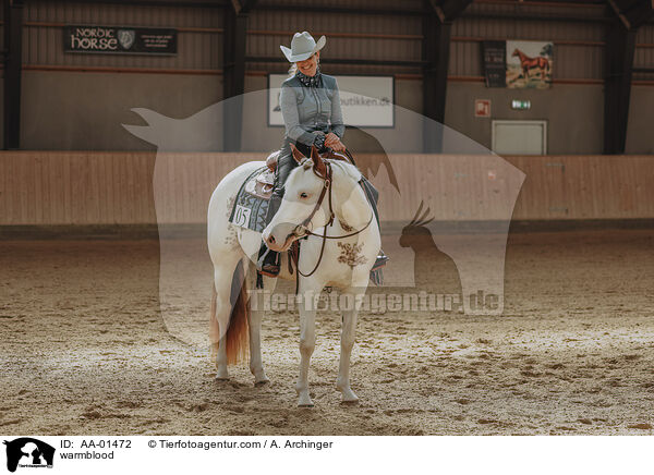 Warmblut / warmblood / AA-01472