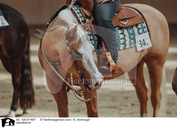 Warmblut / warmblood / AA-01487