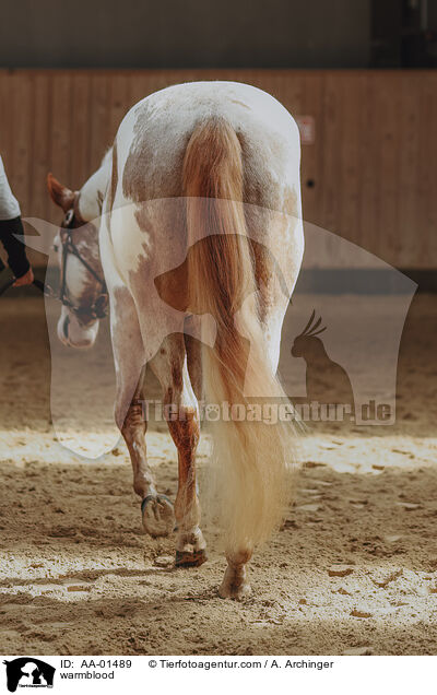 Warmblut / warmblood / AA-01489