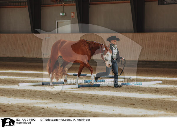 Warmblut / warmblood / AA-01492