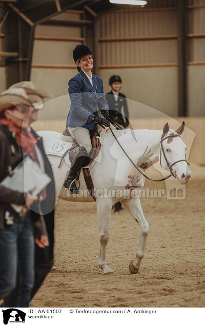 warmblood / AA-01507