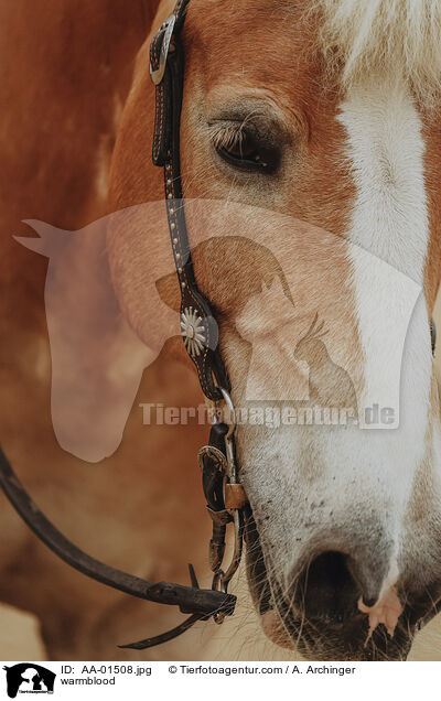 Warmblut / warmblood / AA-01508.jpg