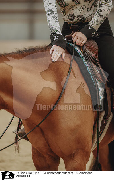 Warmblut / warmblood / AA-01509.jpg