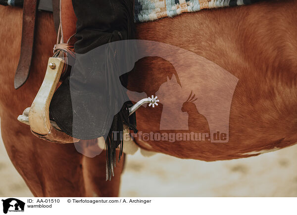 Warmblut / warmblood / AA-01510