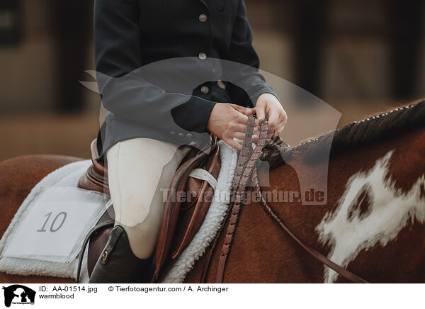 Warmblut / warmblood / AA-01514.jpg