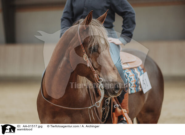 Warmblut / warmblood / AA-01517.jpg