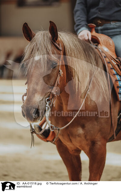 Warmblut / warmblood / AA-01518.jpg