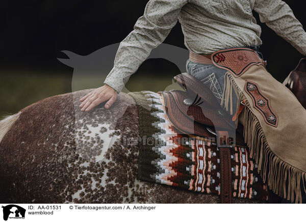 Warmblut / warmblood / AA-01531