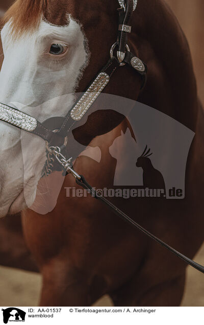 Warmblut / warmblood / AA-01537