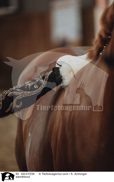 Warmblut / warmblood / AA-01538