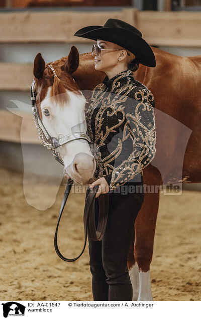 Warmblut / warmblood / AA-01547