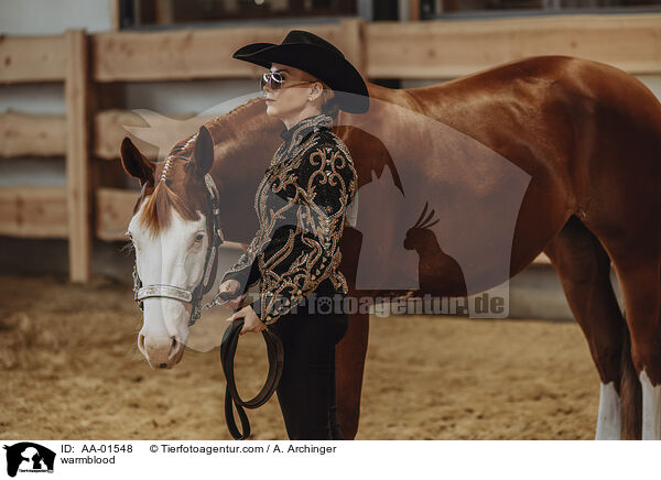Warmblut / warmblood / AA-01548
