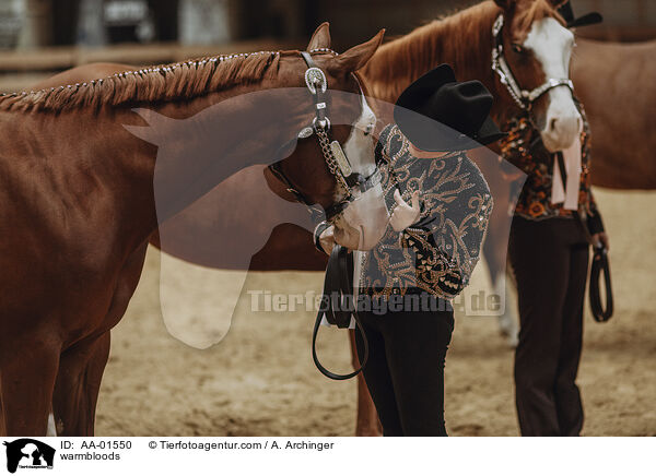 Warmblter / warmbloods / AA-01550