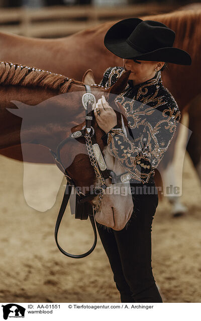 Warmblut / warmblood / AA-01551