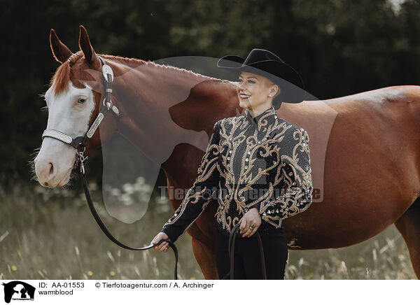 Warmblut / warmblood / AA-01553