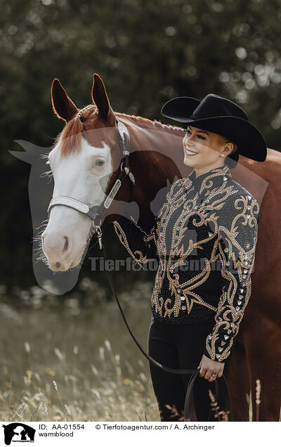 Warmblut / warmblood / AA-01554