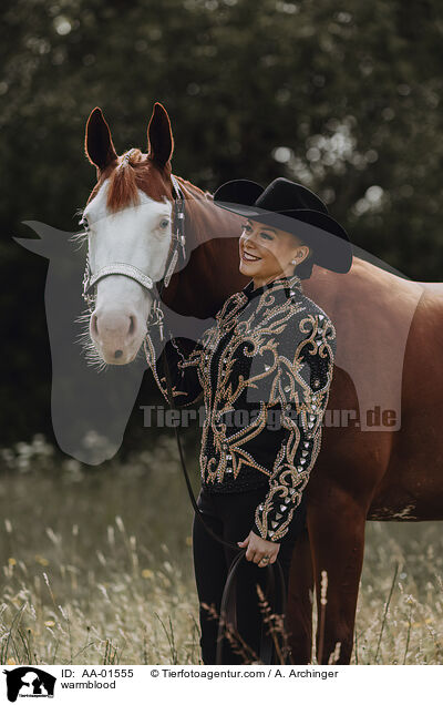 Warmblut / warmblood / AA-01555