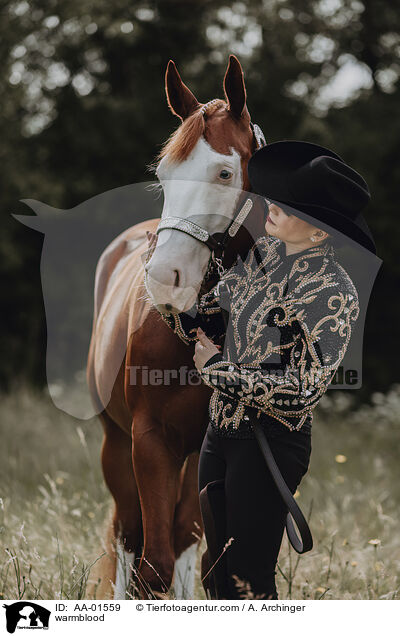 Warmblut / warmblood / AA-01559