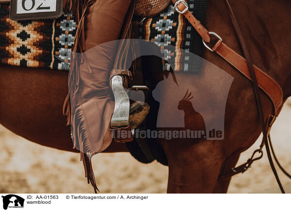 Warmblut / warmblood / AA-01563